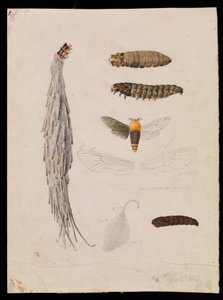 Saunders Case-Moth, Metura elongatus